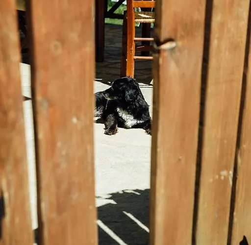 Arxontiko Agonari Μεταμόρφωση